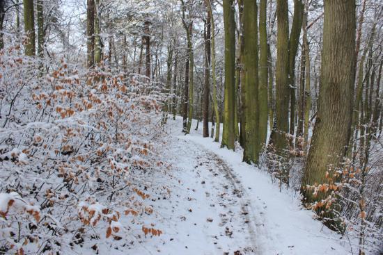 Park Brzeźno